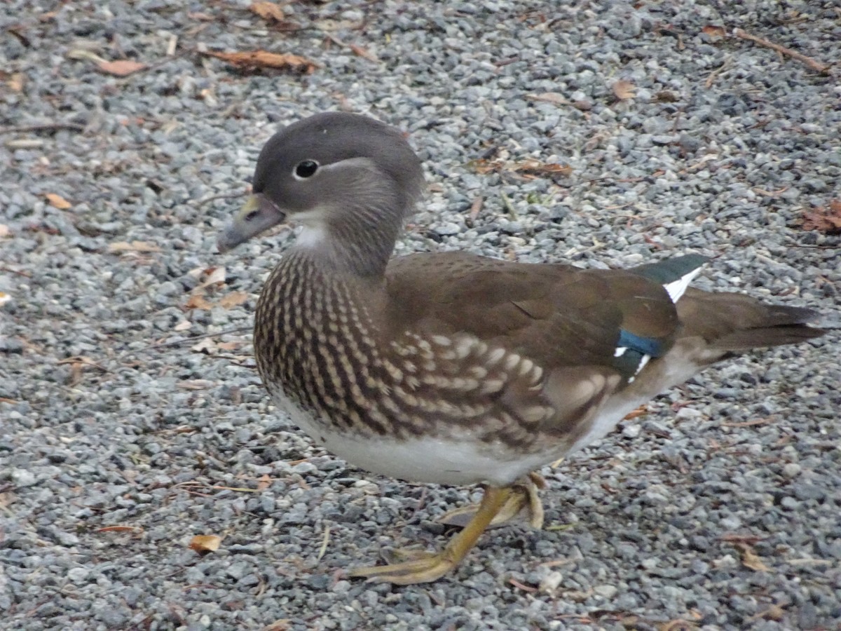 Mandarin Duck - ML620177055