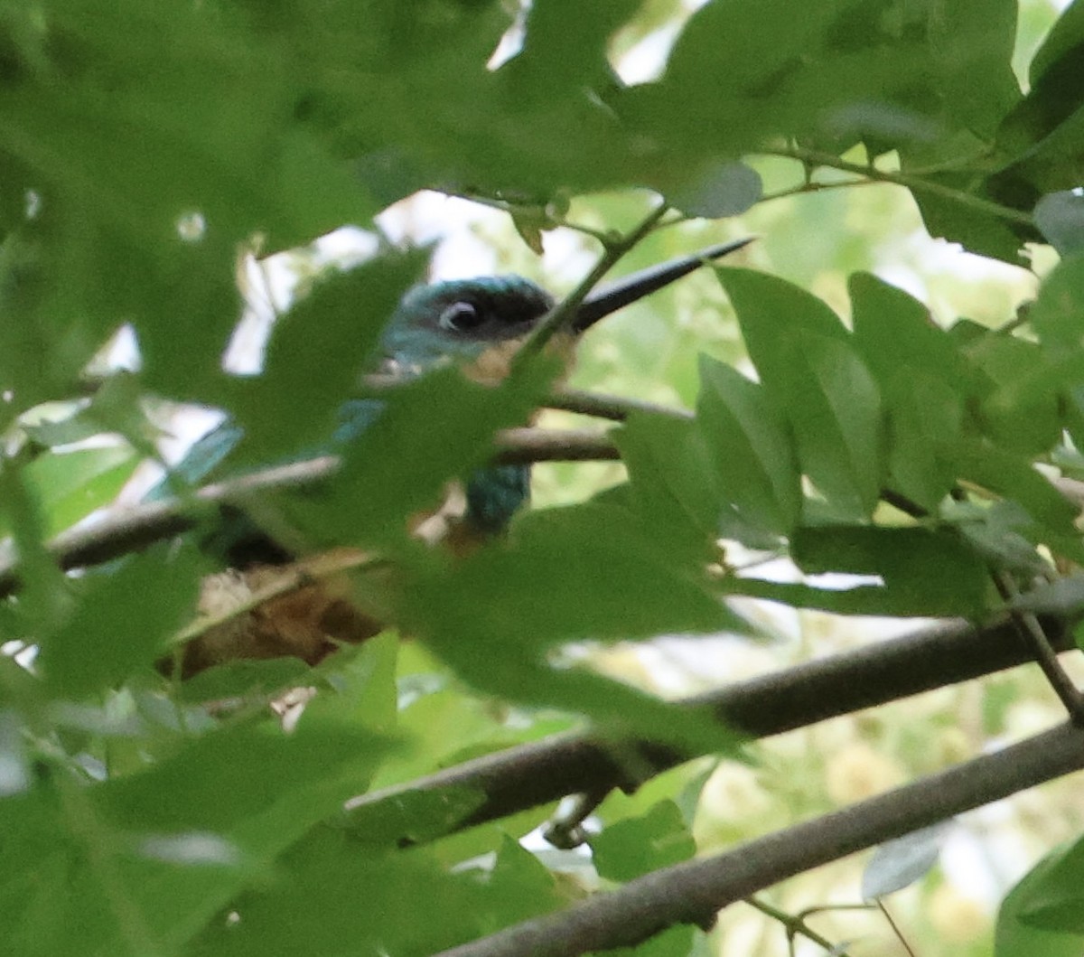 Rufous-tailed Jacamar - ML620177058