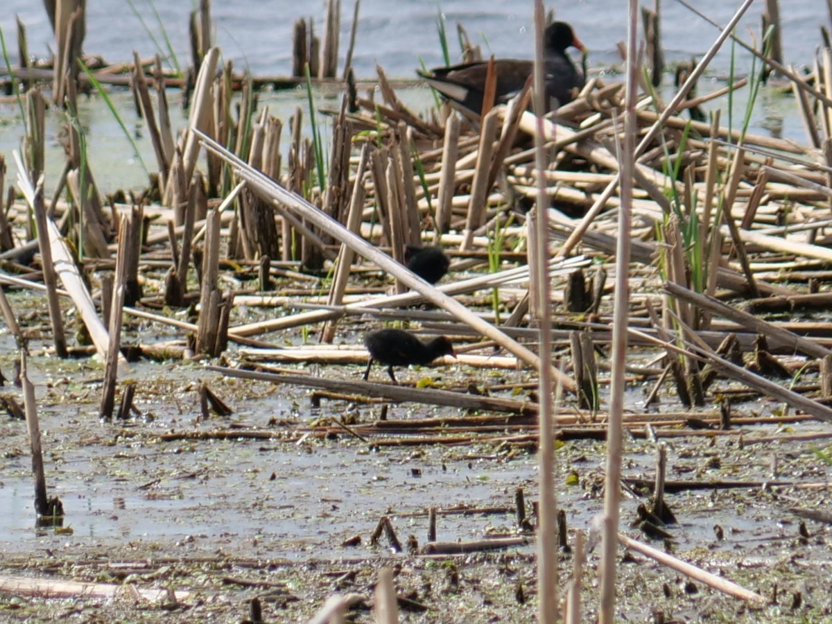 Common Gallinule - ML620177063