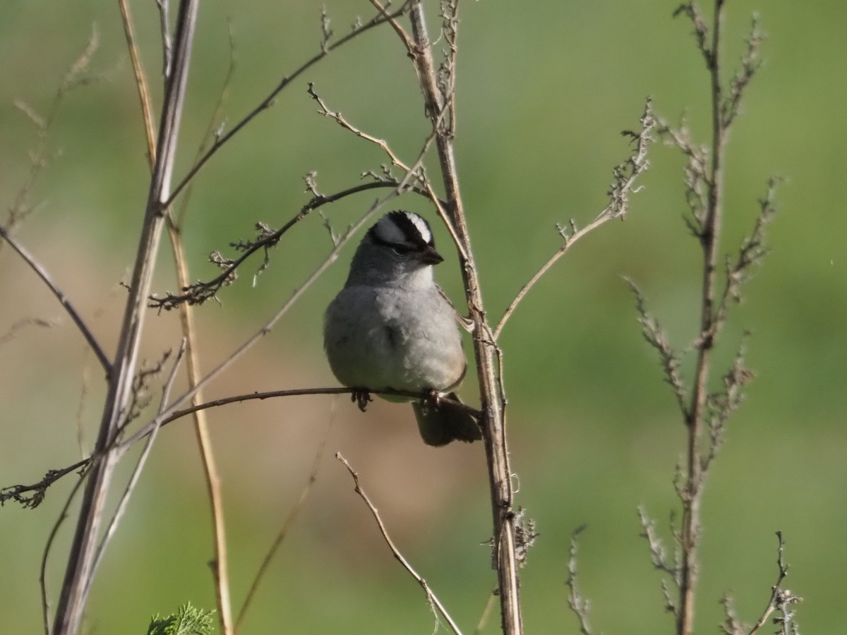 White-crowned Sparrow - ML620177064