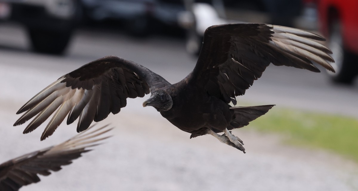 Black Vulture - ML620177080