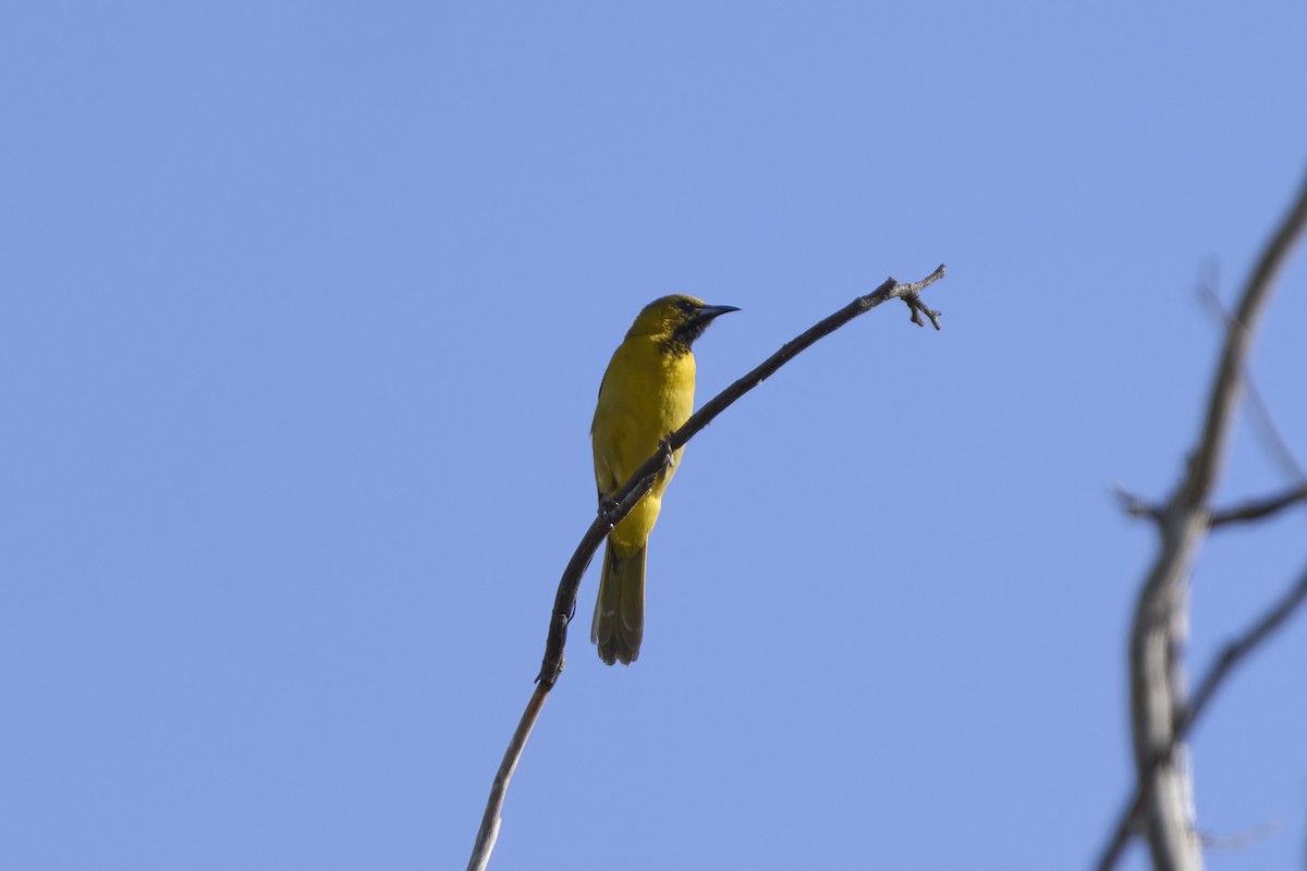 Hooded Oriole - ML620177085