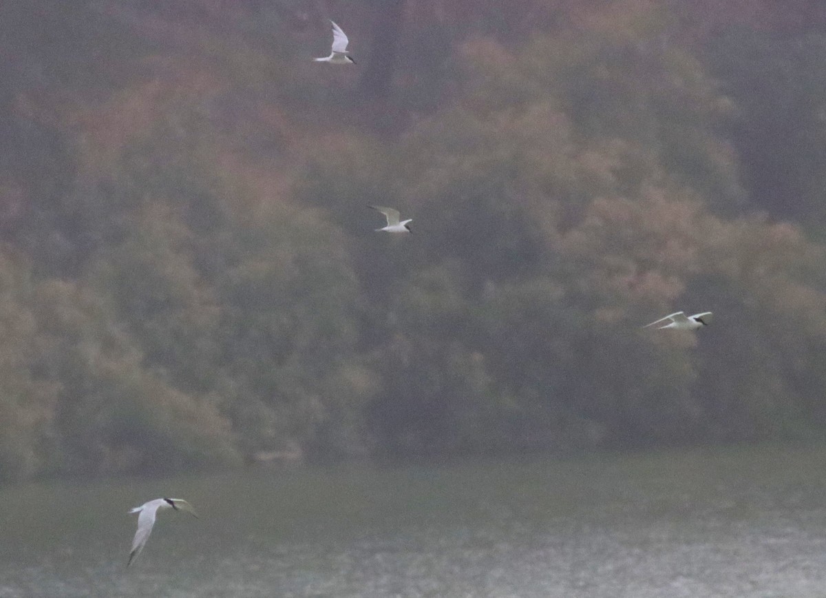 Gull-billed Tern - ML620177101