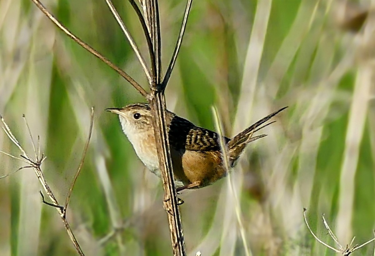 Sedge Wren - ML620177106