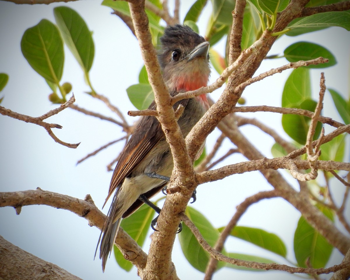 Rose-throated Becard - ML620177113