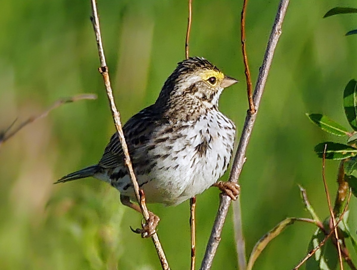 Savannah Sparrow - ML620177115