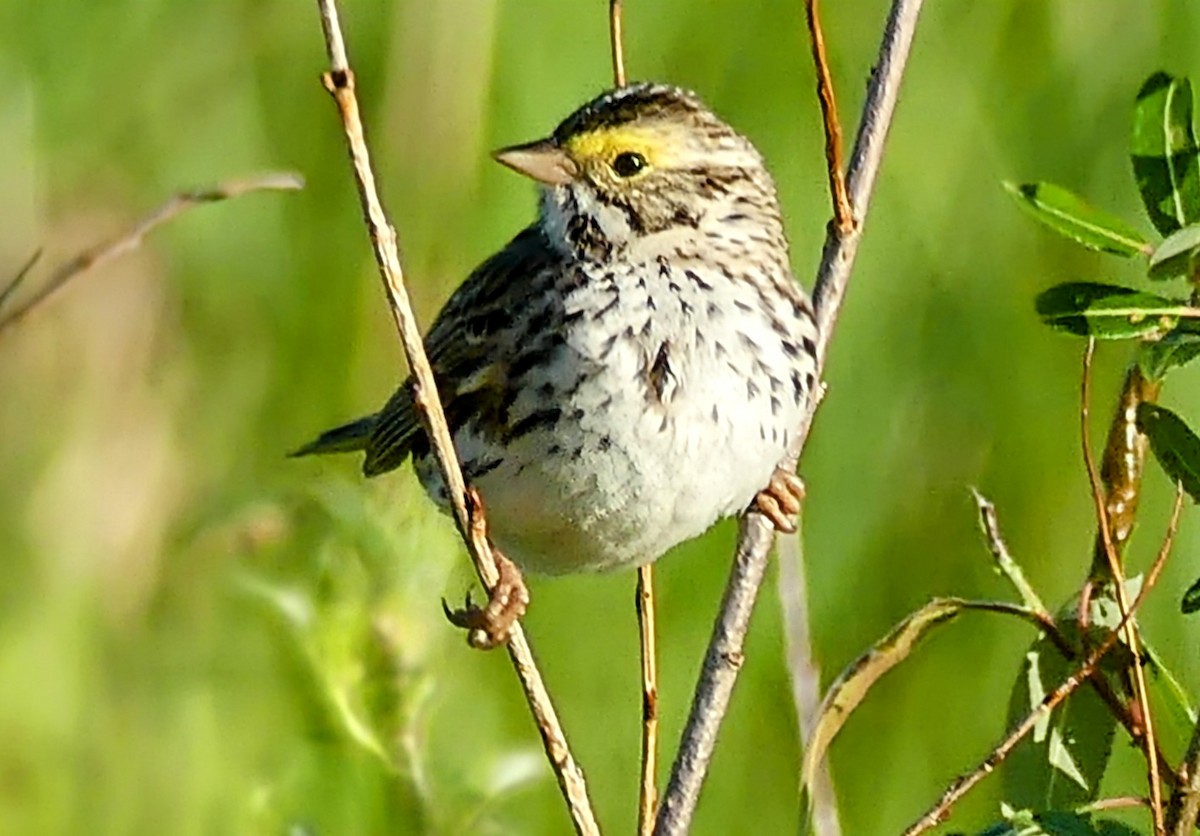 Savannah Sparrow - ML620177116