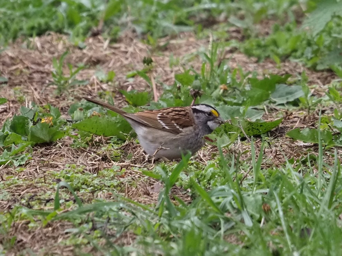 White-throated Sparrow - ML620177117