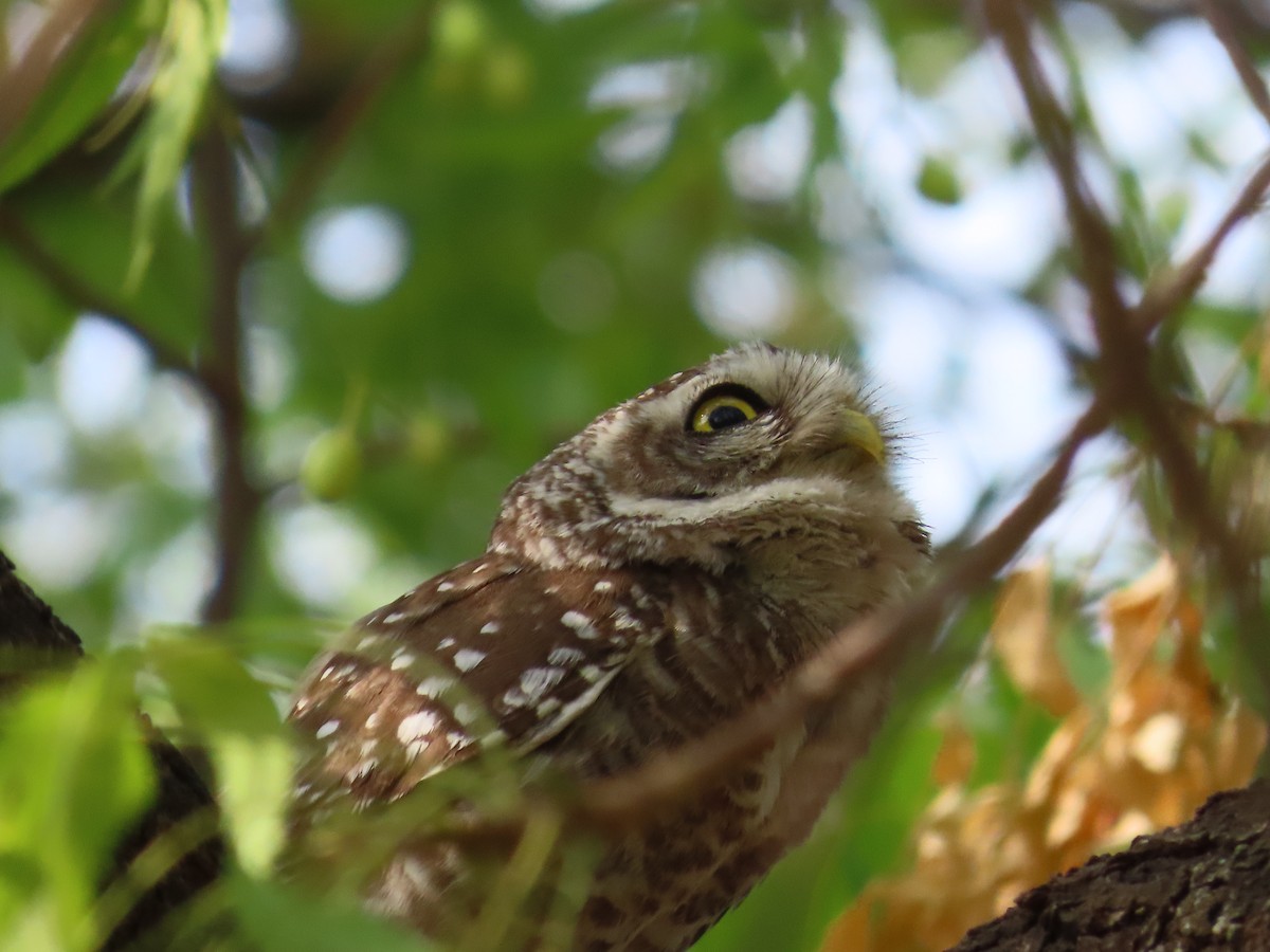 Spotted Owlet - ML620177119
