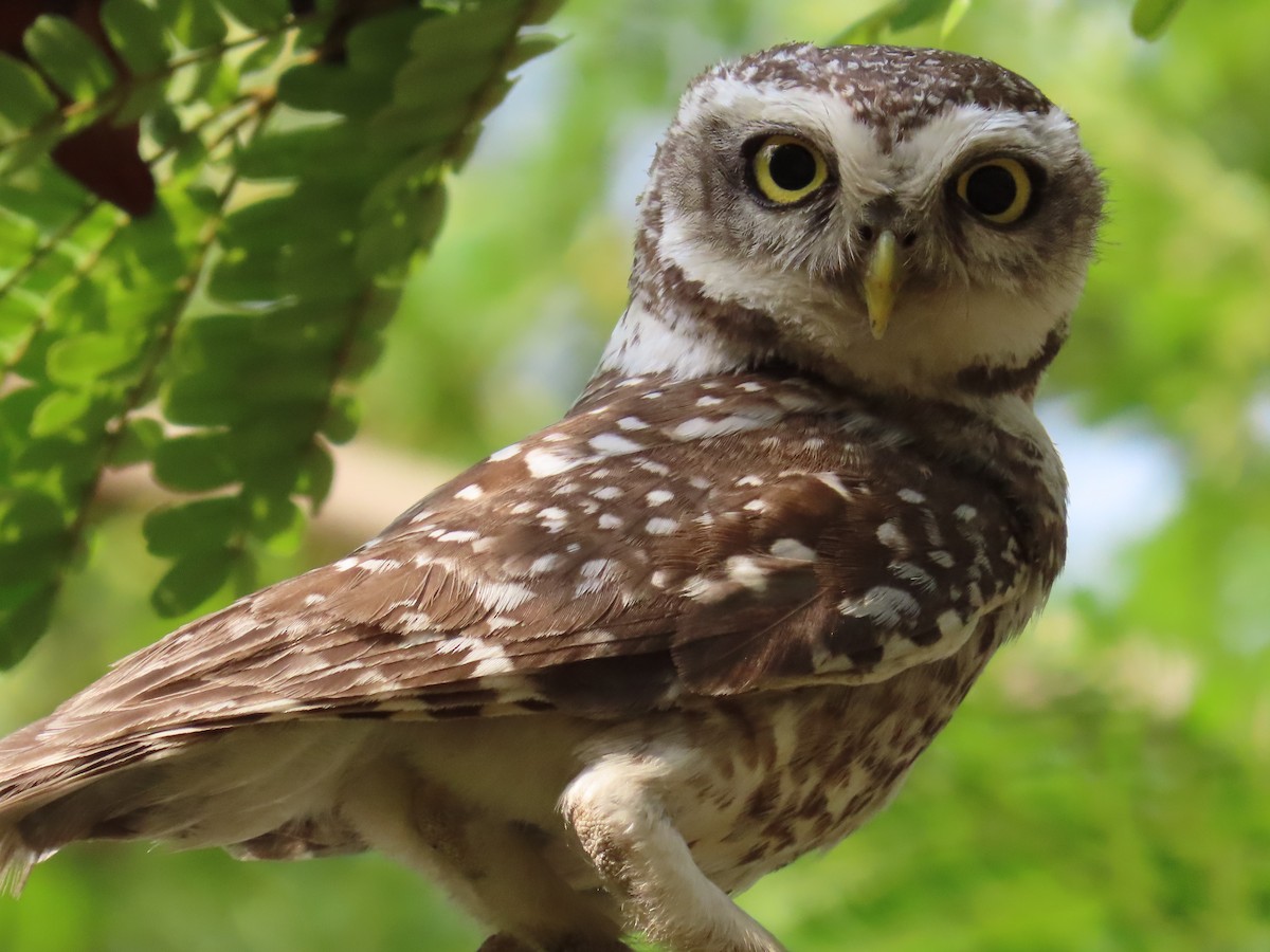 Spotted Owlet - ML620177121