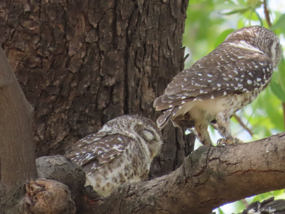 Spotted Owlet - ML620177126