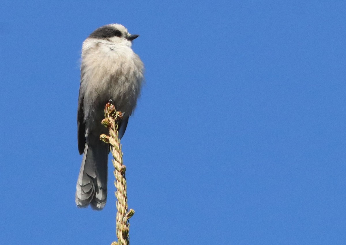 Canada Jay - ML620177127