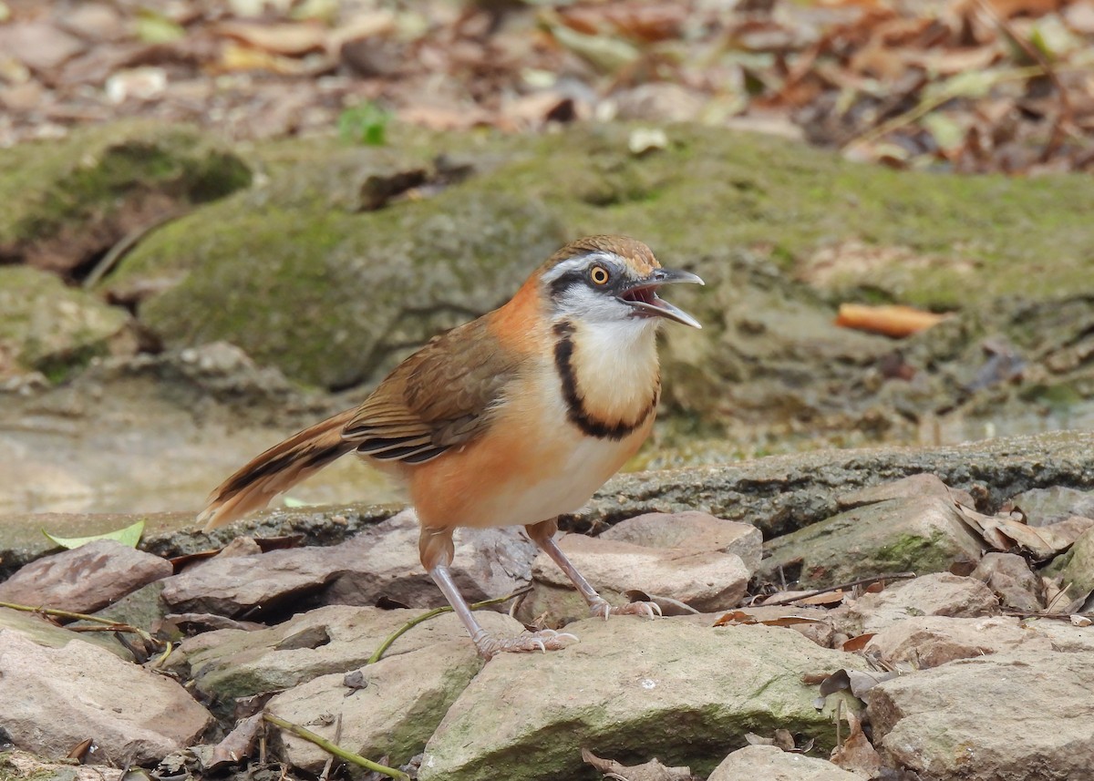Lesser Necklaced Laughingthrush - ML620177129