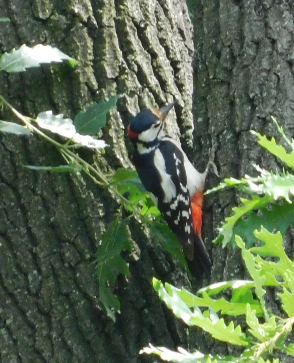 Great Spotted Woodpecker - ML620177130