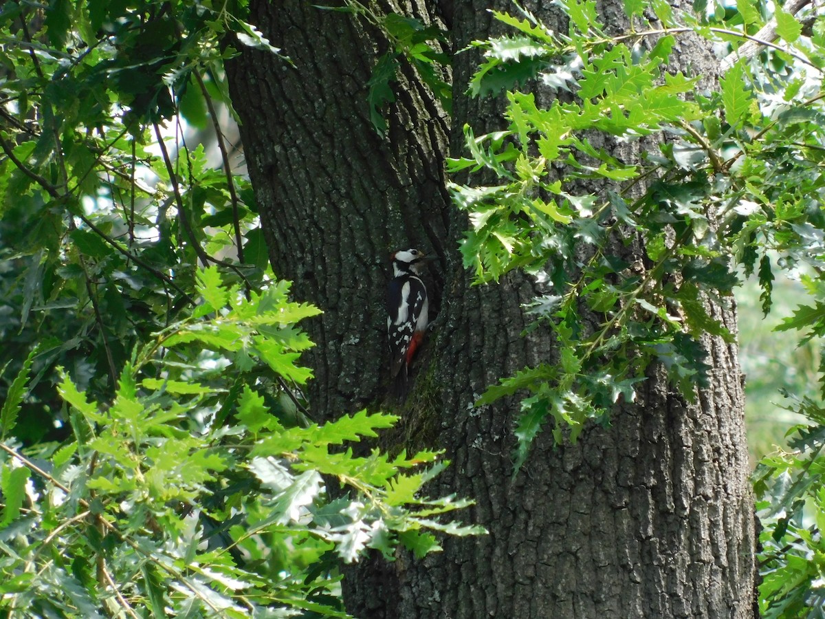 Great Spotted Woodpecker - ML620177131