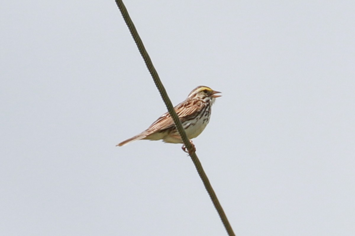 Savannah Sparrow - ML620177135