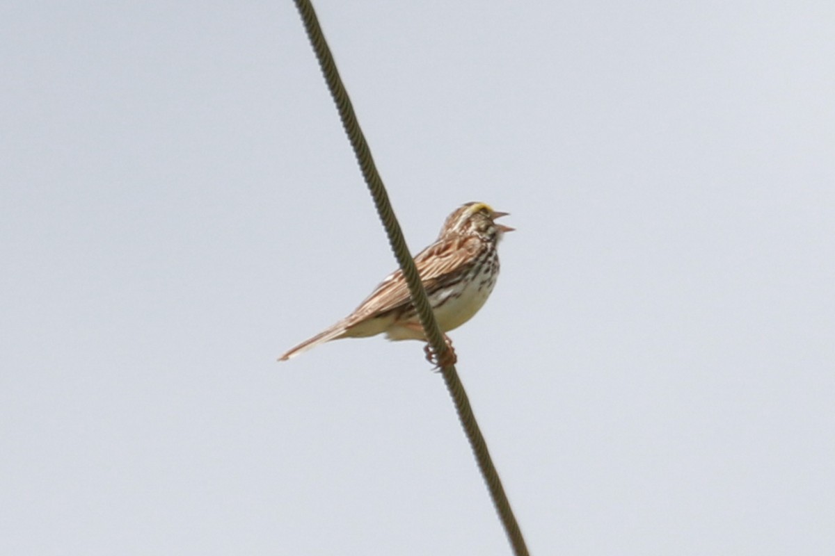 Savannah Sparrow - ML620177136