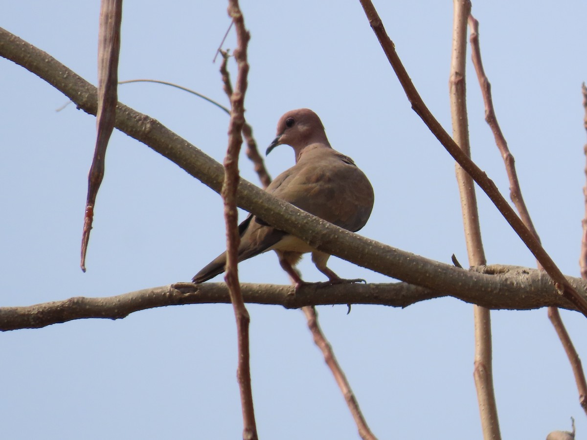 Laughing Dove - ML620177138