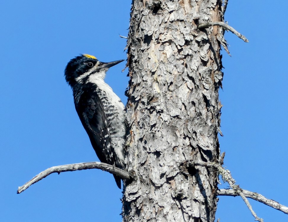 Black-backed Woodpecker - ML620177139