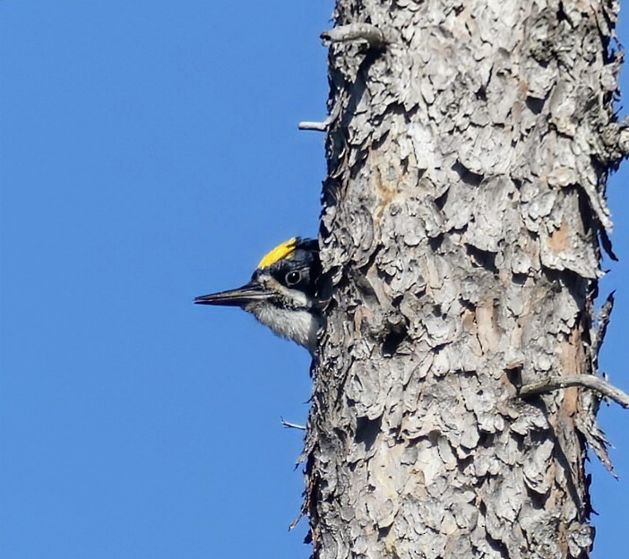 Black-backed Woodpecker - ML620177140