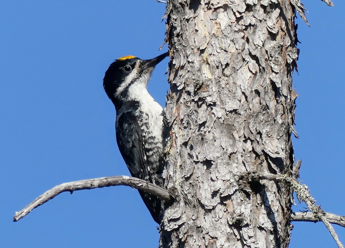 Black-backed Woodpecker - ML620177141