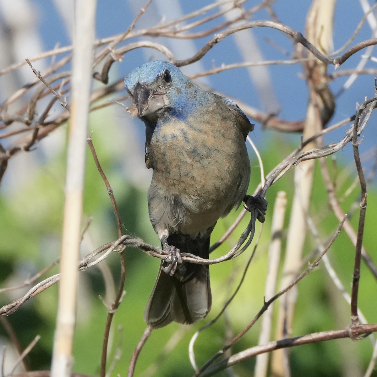 Blue Grosbeak - ML620177142