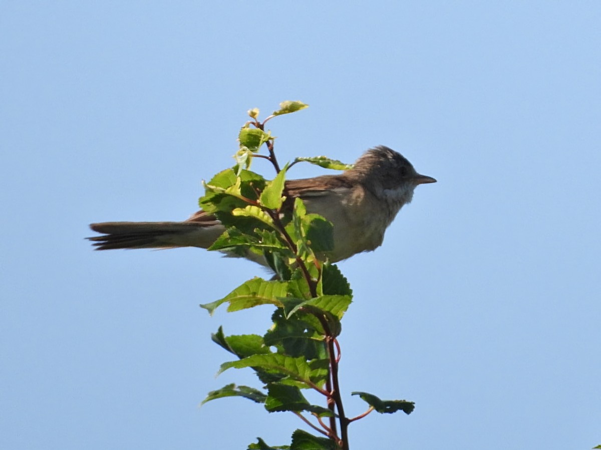 Greater Whitethroat - ML620177143