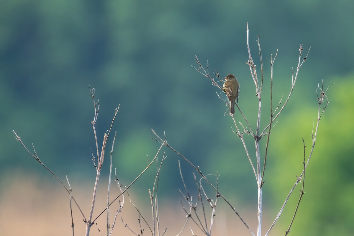 Willow Flycatcher - ML620177144