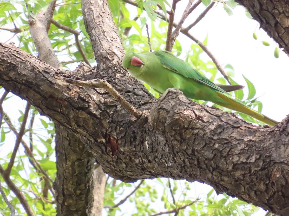 Rose-ringed Parakeet - ML620177145