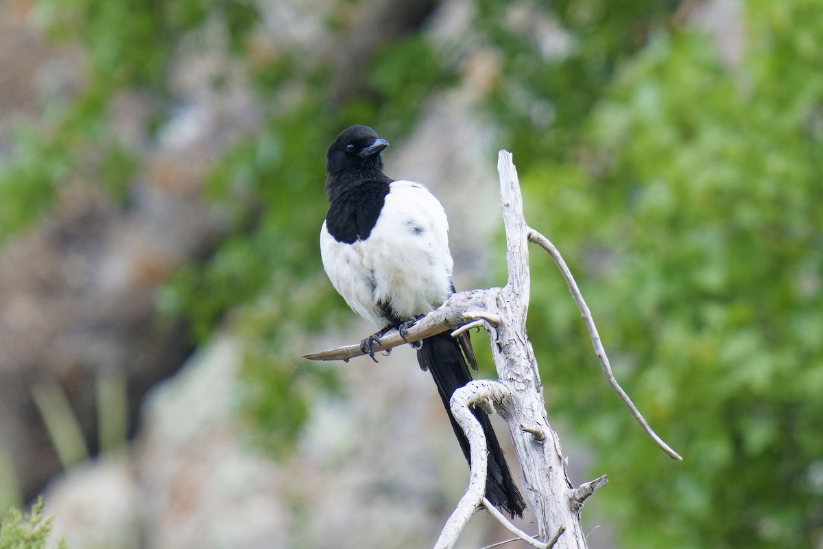 Eurasian Magpie - ML620177146