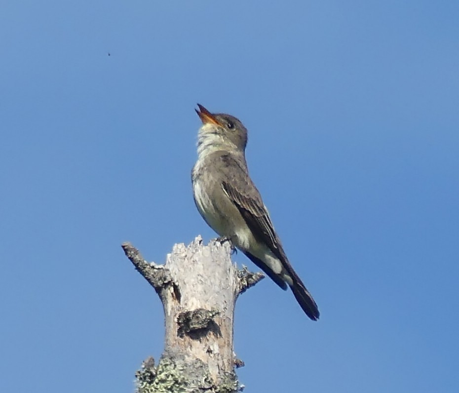 Olive-sided Flycatcher - ML620177147