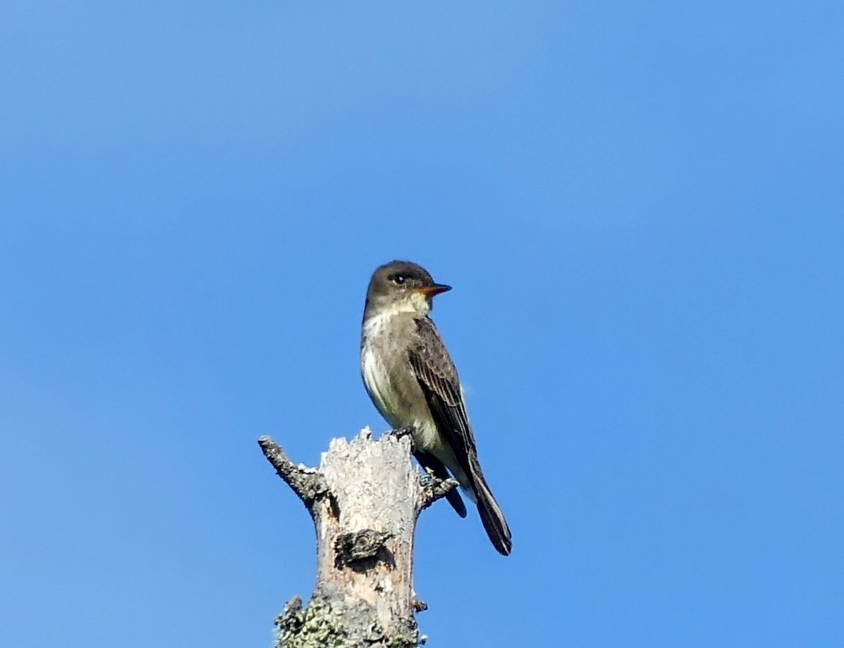 Olive-sided Flycatcher - ML620177148