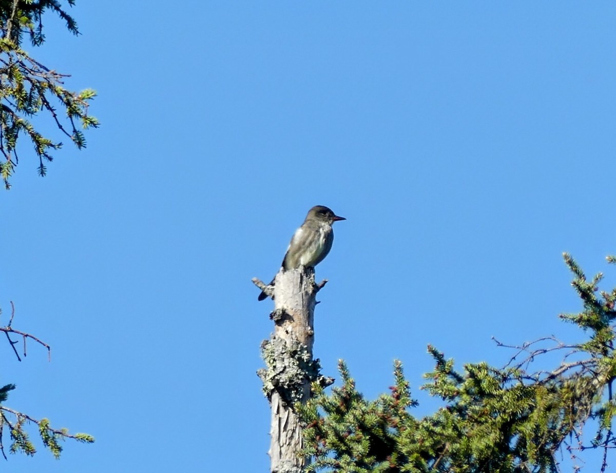 Olive-sided Flycatcher - ML620177149