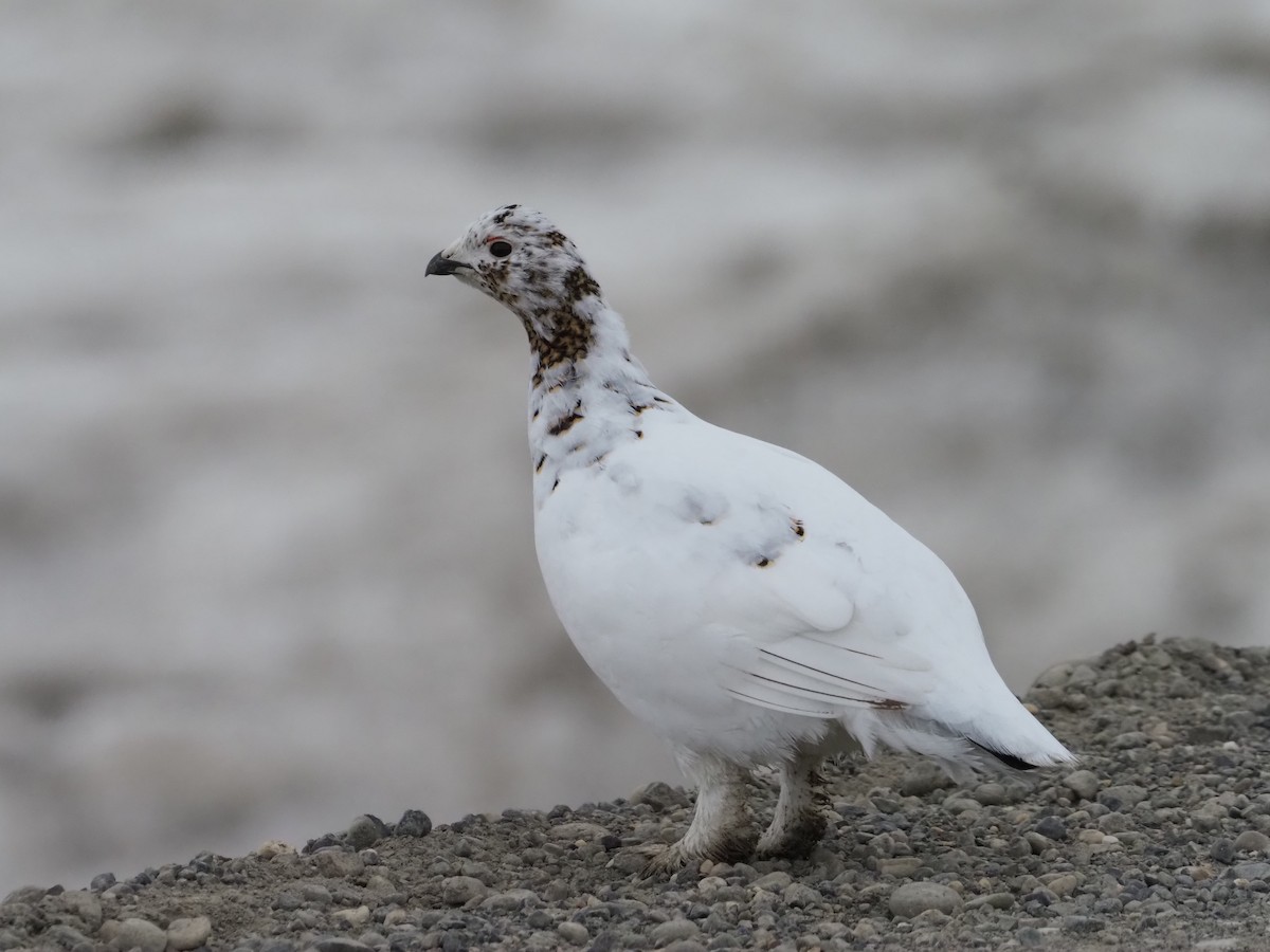 Moorschneehuhn - ML620177165