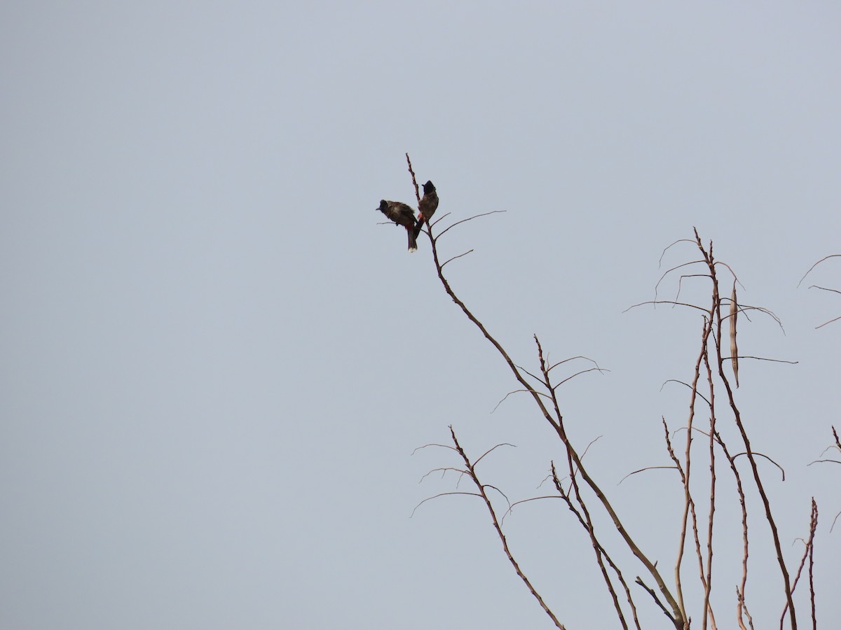 Red-vented Bulbul - ML620177167