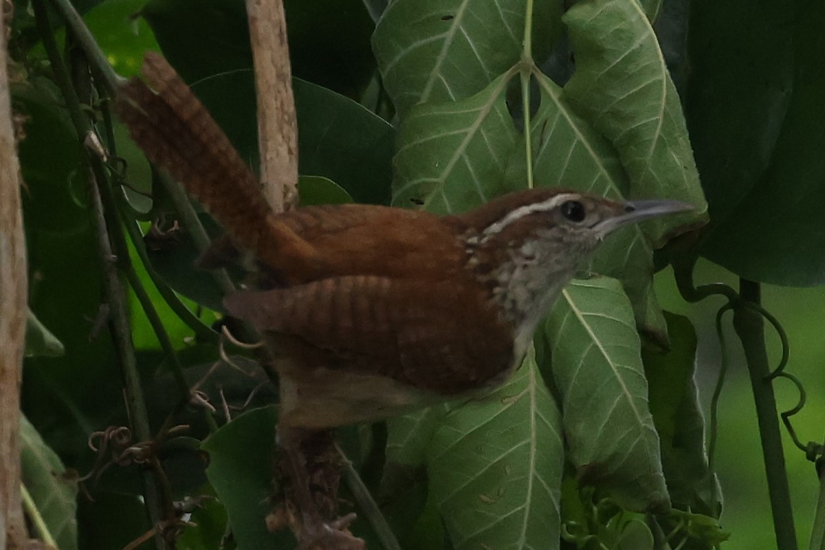 Carolina Wren - ML620177170