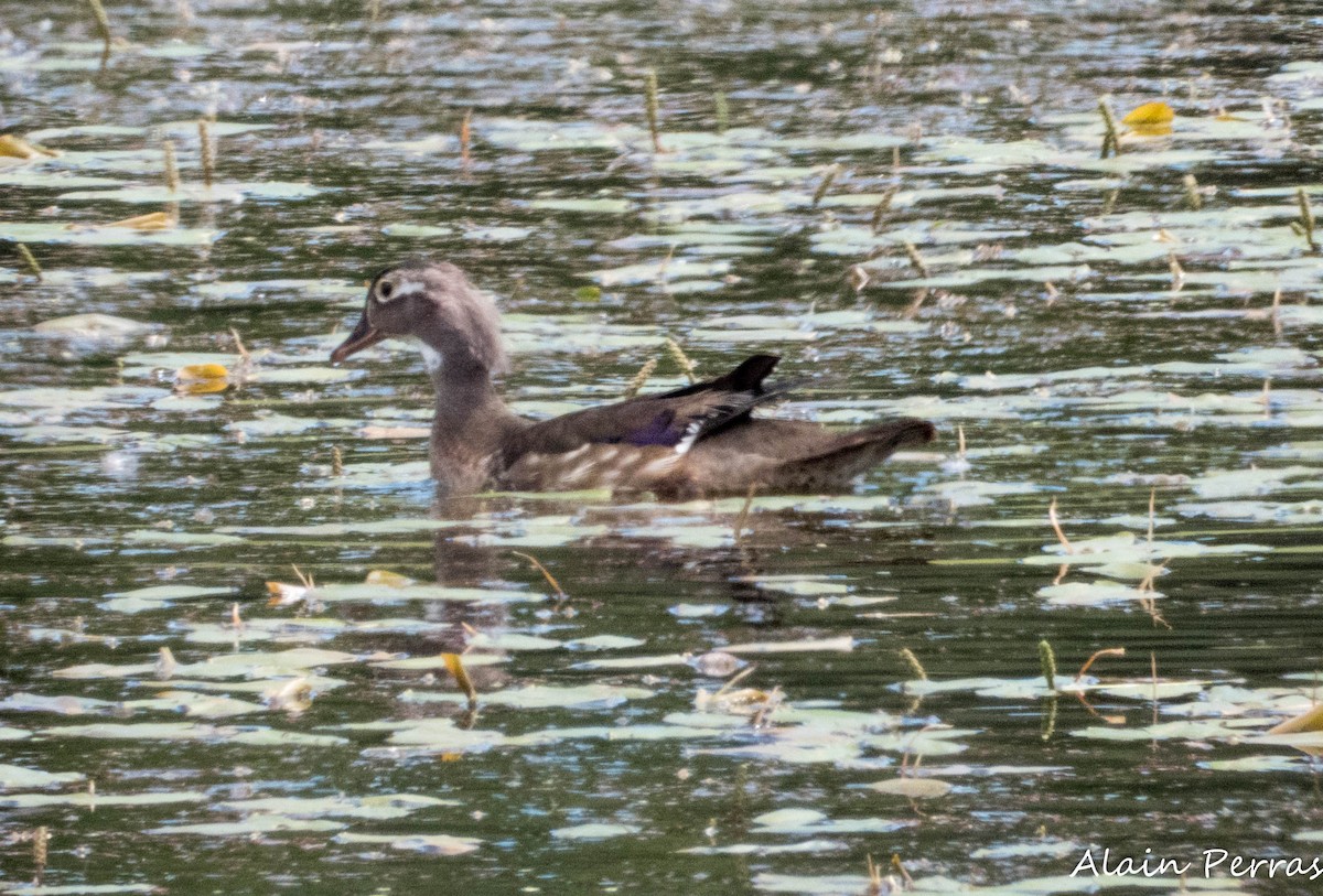 Wood Duck - ML620177176