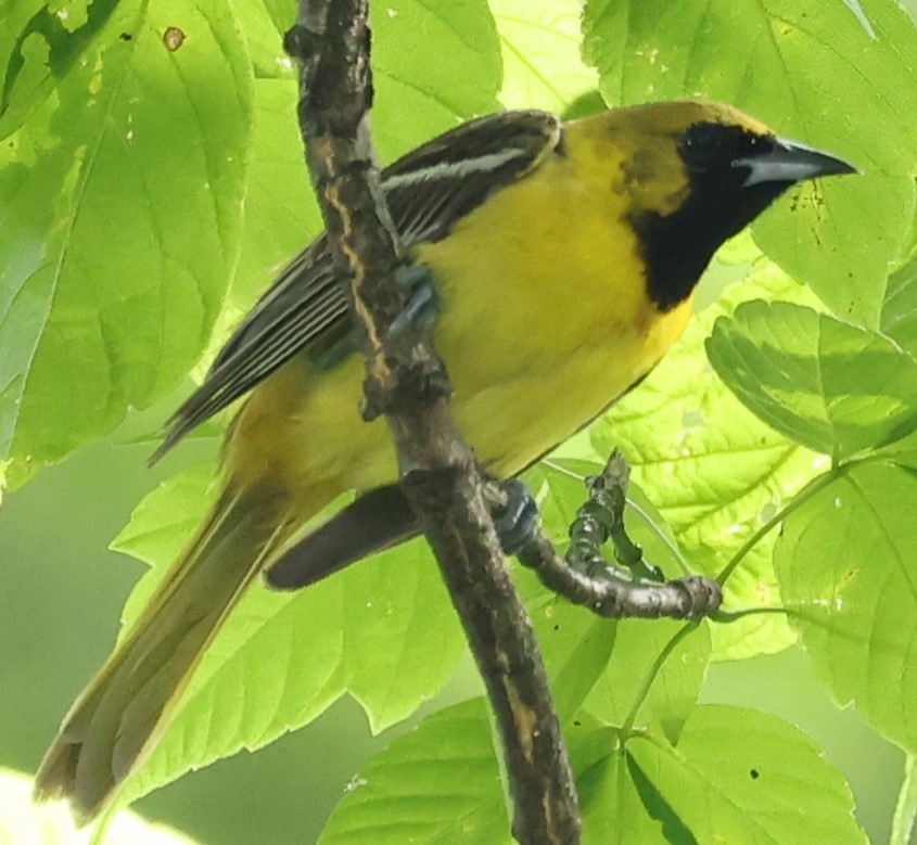 Orchard Oriole - ML620177179