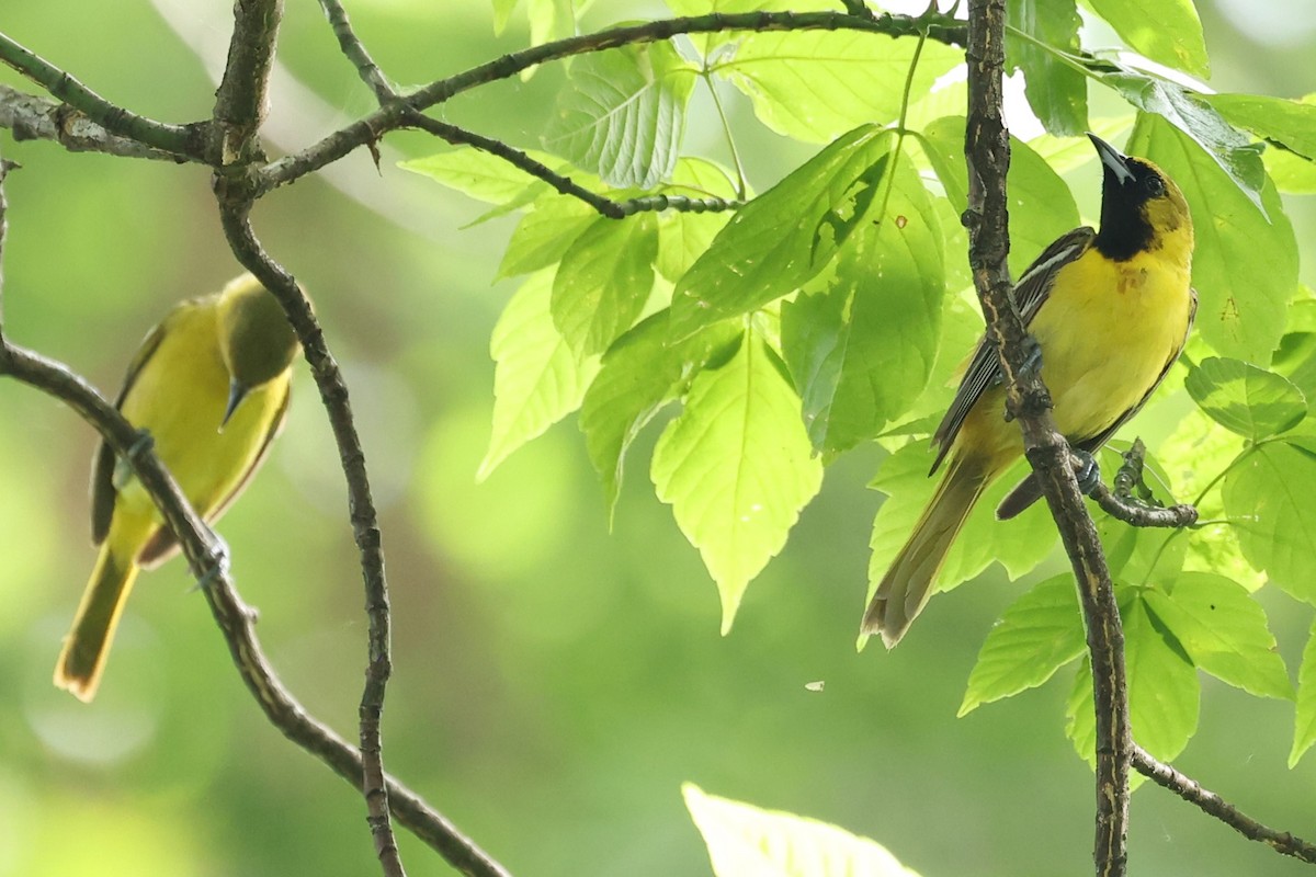 Orchard Oriole - ML620177180