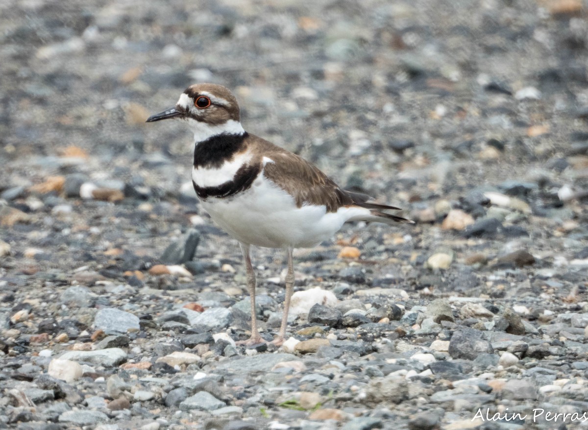 Killdeer - ML620177183