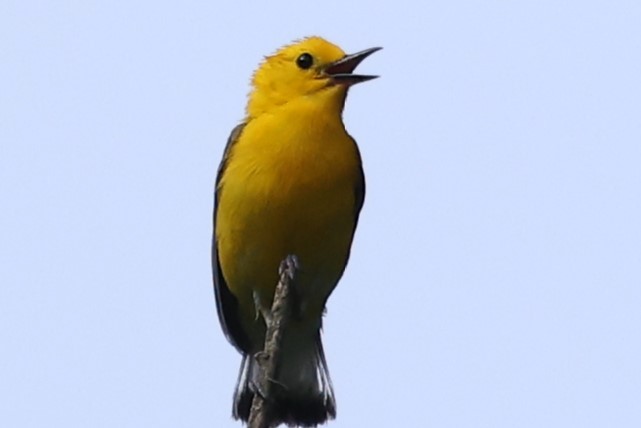 Prothonotary Warbler - ML620177188