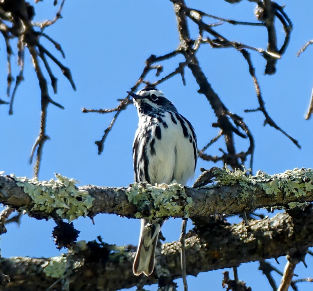 Black-and-white Warbler - ML620177195