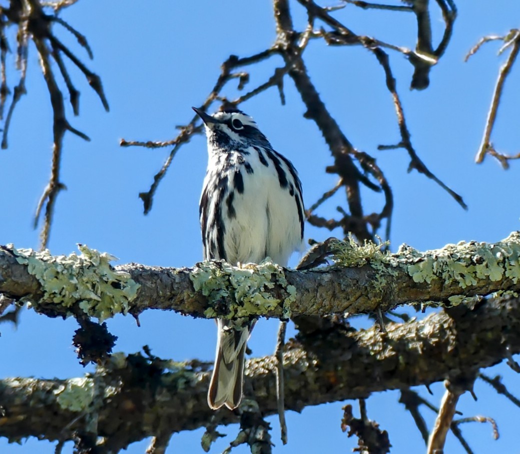 Black-and-white Warbler - ML620177196