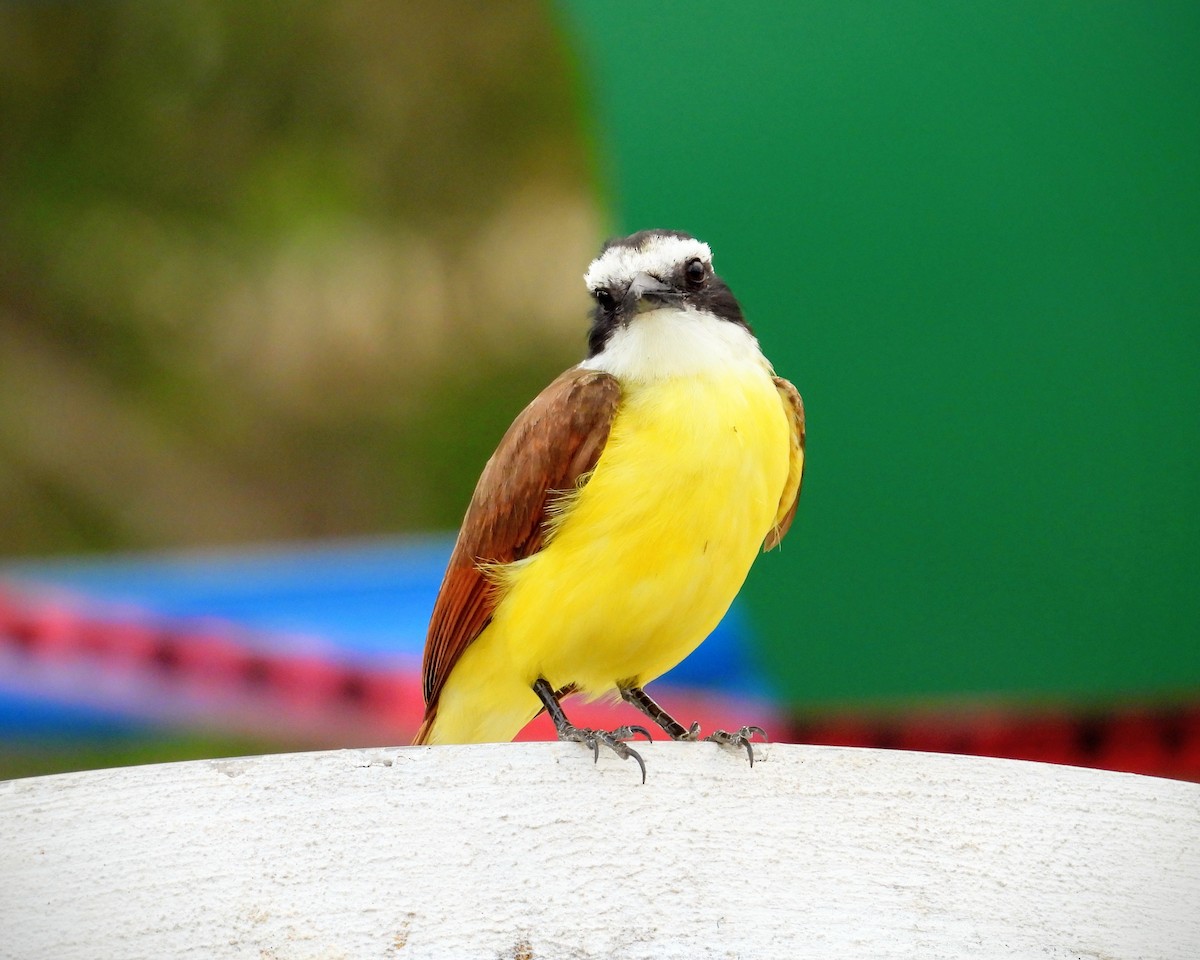 Great Kiskadee - ML620177200