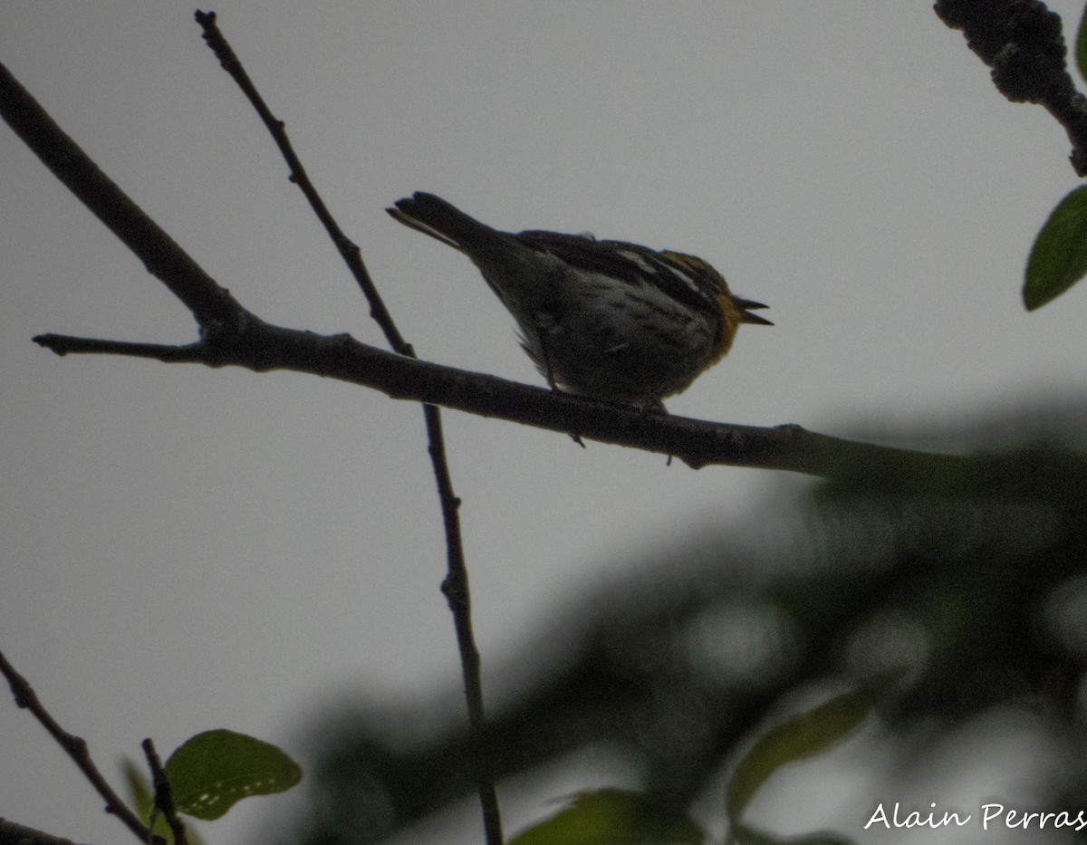 Blackburnian Warbler - ML620177225