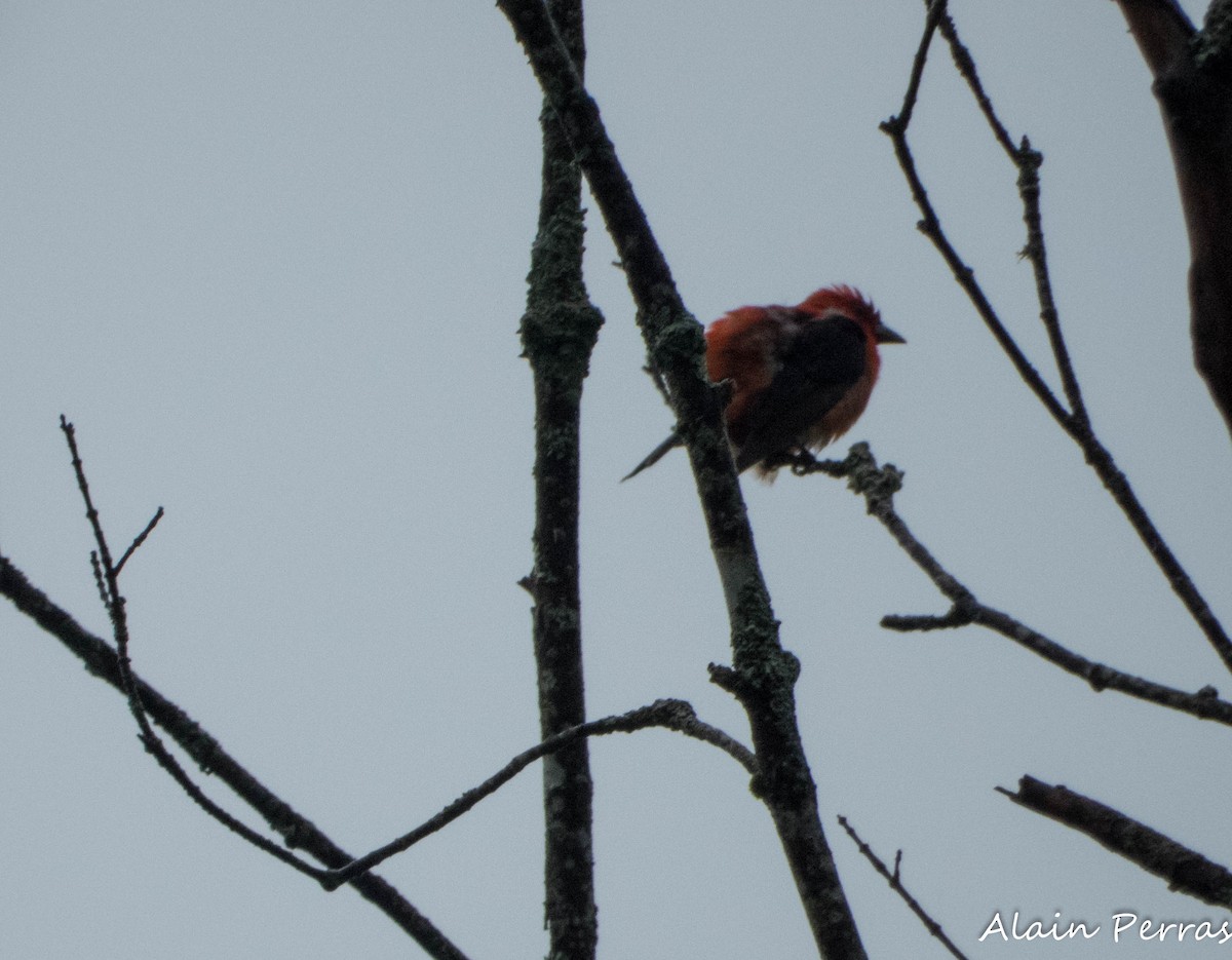 Scarlet Tanager - ML620177236