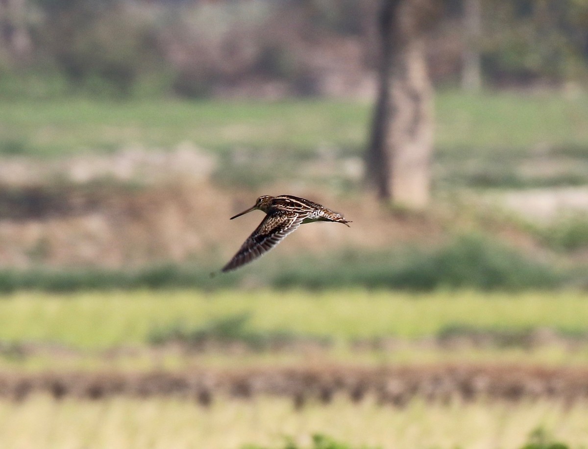 Pin-tailed Snipe - ML620177240