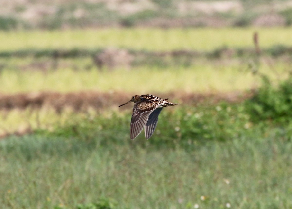 Pin-tailed Snipe - ML620177241