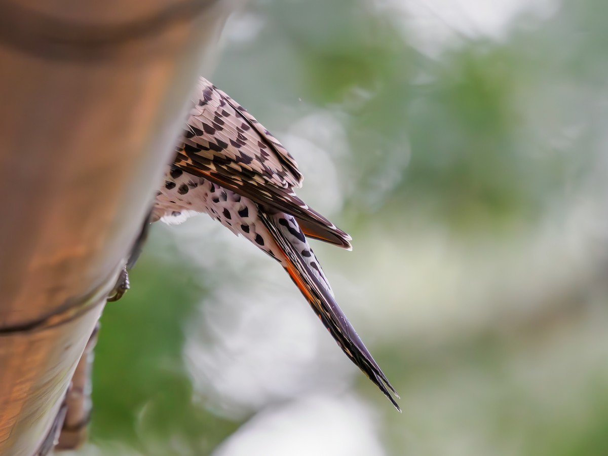 Northern Flicker (Red-shafted) - ML620177249