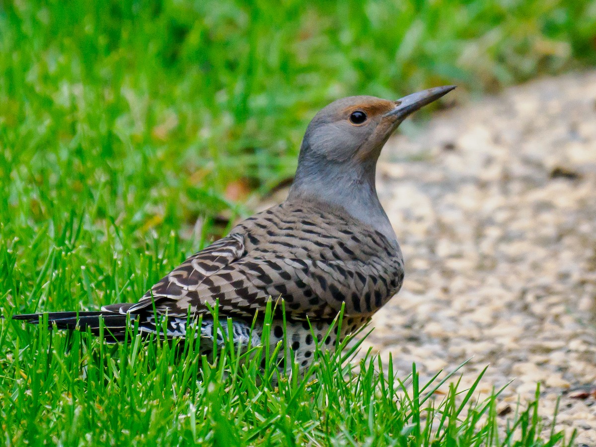 Northern Flicker (Red-shafted) - ML620177250